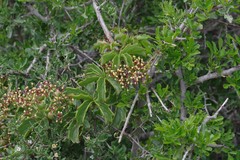 Cyphostemma quinatum