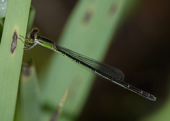 Agriocnemis argentea