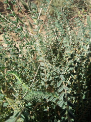 Astragalus akkensis