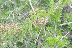 Cyphostemma quinatum