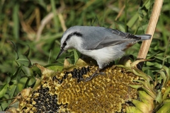 Sitta europaea albifrons