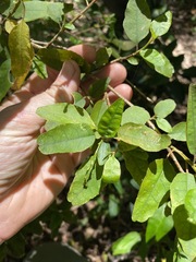 Monococcus echinophorus