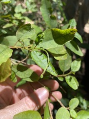 Monococcus echinophorus