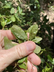 Monococcus echinophorus