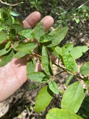 Monococcus echinophorus