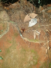 Penalva flavocalceata