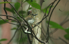Cyornis umbratilis