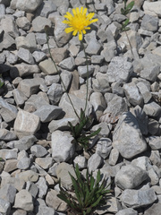Hieracium bupleuroides