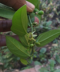Passiflora pallida