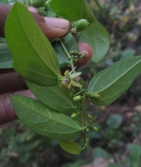 Passiflora pallida