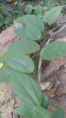 Passiflora pallida