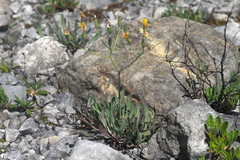 Chondrilla chondrilloides