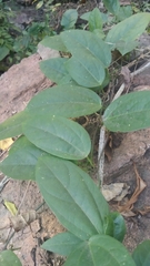 Passiflora pallida