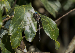 Austroaeschna christine