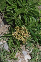 Cyphostemma quinatum