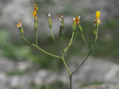 Chondrilla chondrilloides