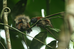 Cyanoderma erythropterum