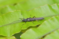 Austroperla cyrene