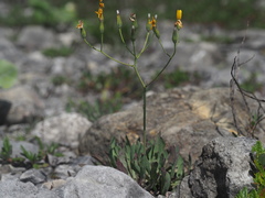 Chondrilla chondrilloides
