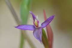 Thelymitra formosa