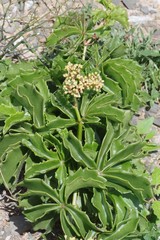 Cyphostemma quinatum