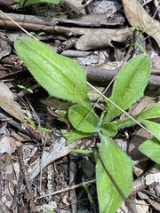 Plantago debilis