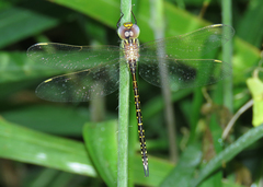 Austrogynacantha heterogena