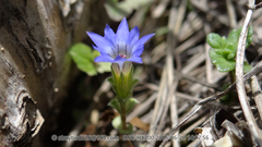 Gentiana aquatica pseudoaquatica