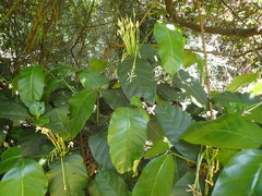 Oxyanthus pyriformis