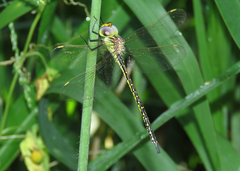 Austrogynacantha heterogena