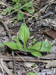Plantago debilis