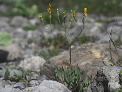 Chondrilla chondrilloides