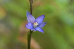 Thelymitra formosa