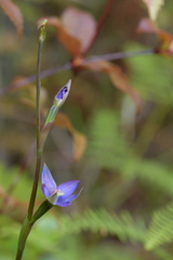 Thelymitra formosa