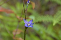 Thelymitra formosa