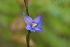 Thelymitra formosa