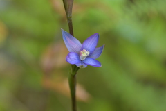 Thelymitra formosa