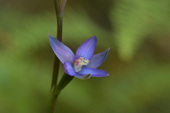 Thelymitra formosa