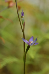 Thelymitra formosa