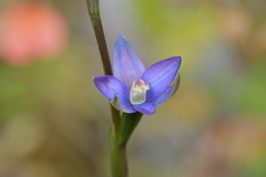 Thelymitra formosa
