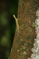 Draco melanopogon