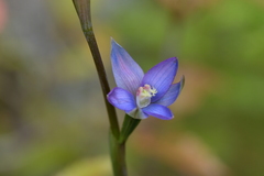 Thelymitra formosa