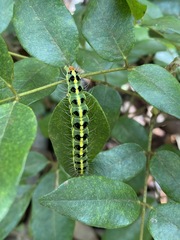 Xanthodes transversa