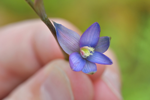 Image of Thelymitra formosa by (c) Christopher Stephens, some rights reserved (CC BY-SA)