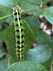 Xanthodes transversa