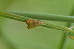 Glaucocharis auriscriptella