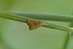 Glaucocharis auriscriptella