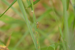 Glaucocharis auriscriptella