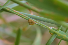 Glaucocharis auriscriptella