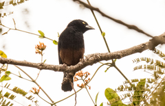 Ploceus castaneofuscus